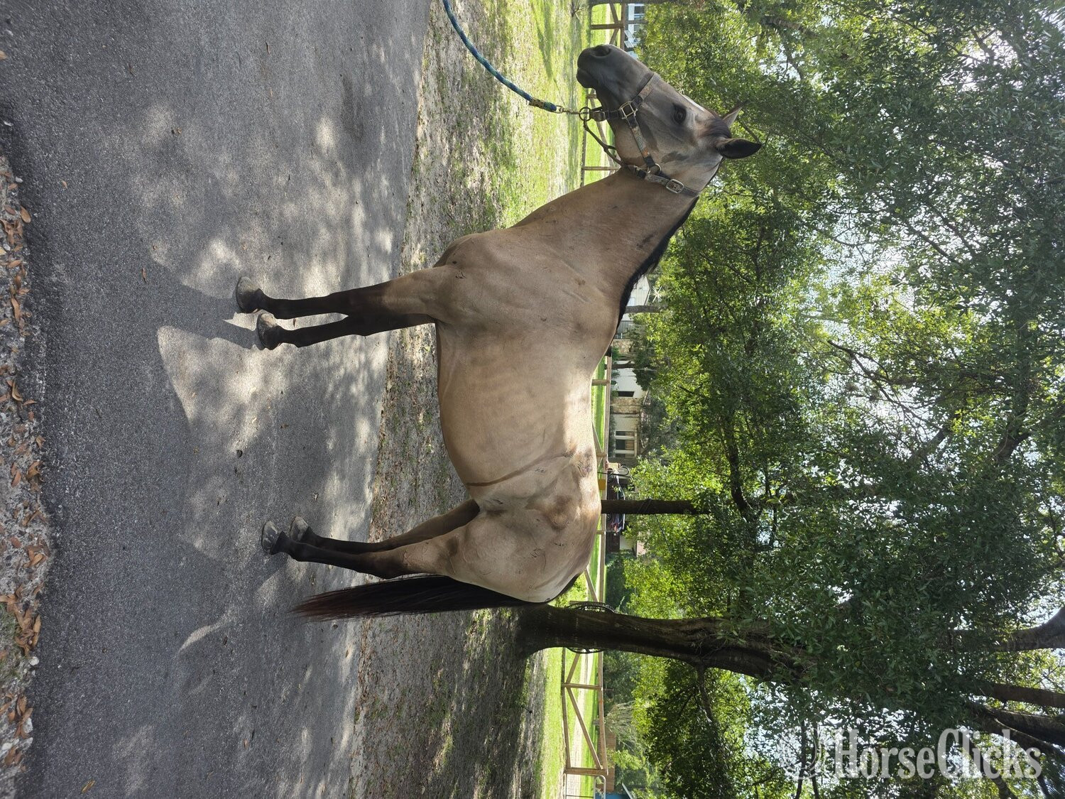 "Cricket" Buckskin Mare Quarter Horse - Quarter Horse
