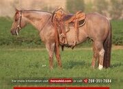"Mojo" Red Roan Stallion Quarter Horse
