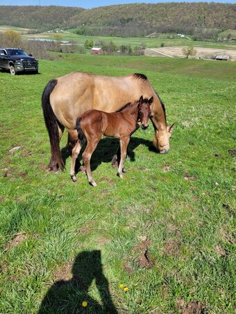 "Bay Filly" Filly Quarter Horse