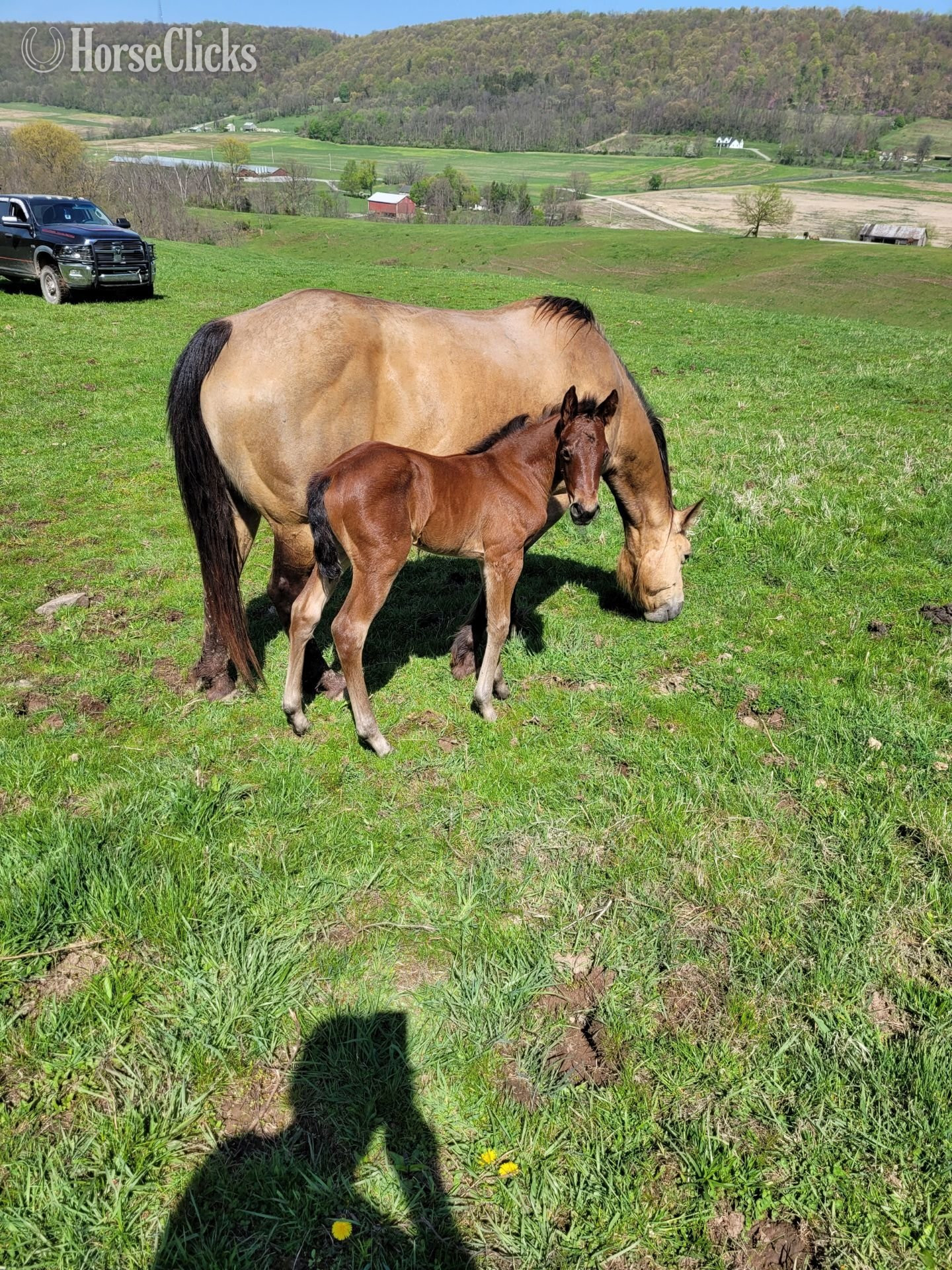 "Bay Filly"  Filly Quarter Horse in Pennsylvania
