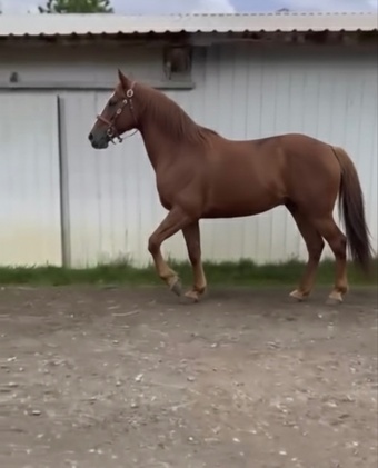 "Prince" Chestnut Stallion Andalusian