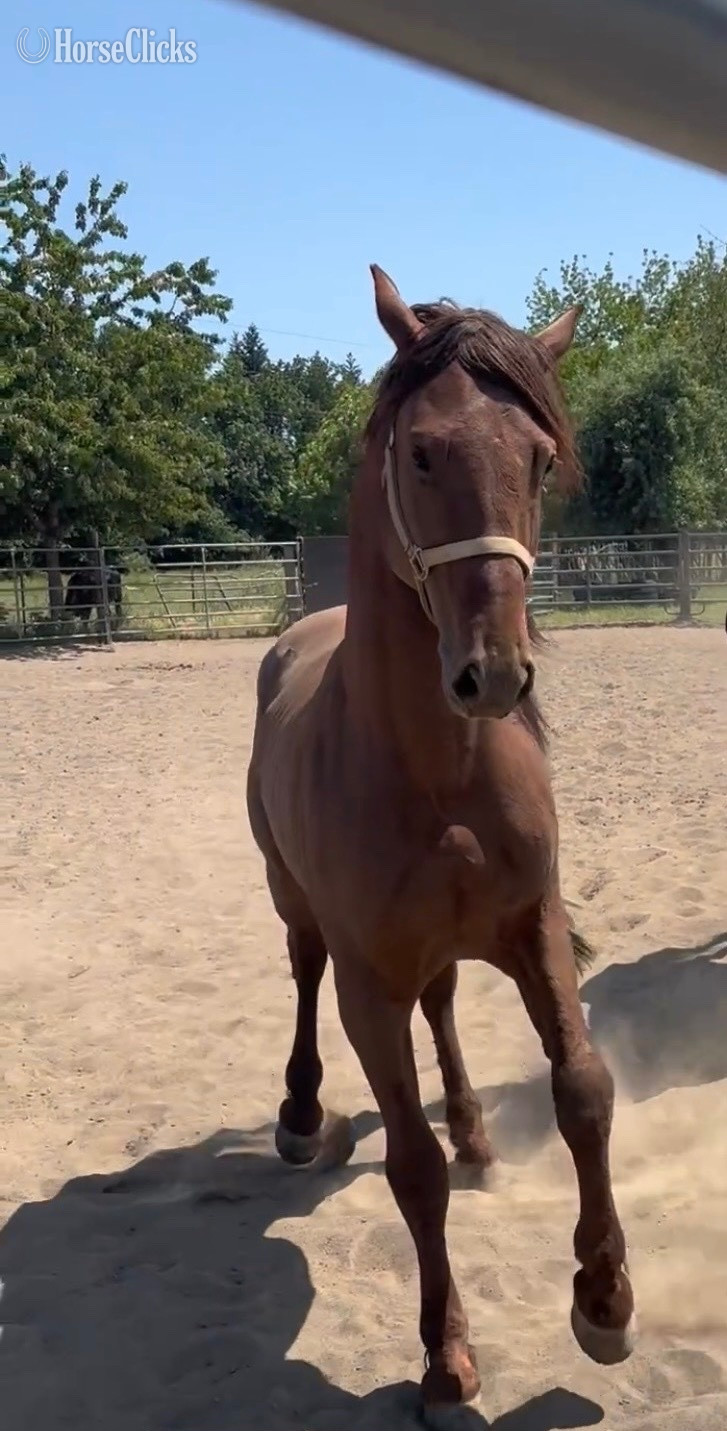 "Prince" Chestnut Stallion Andalusian