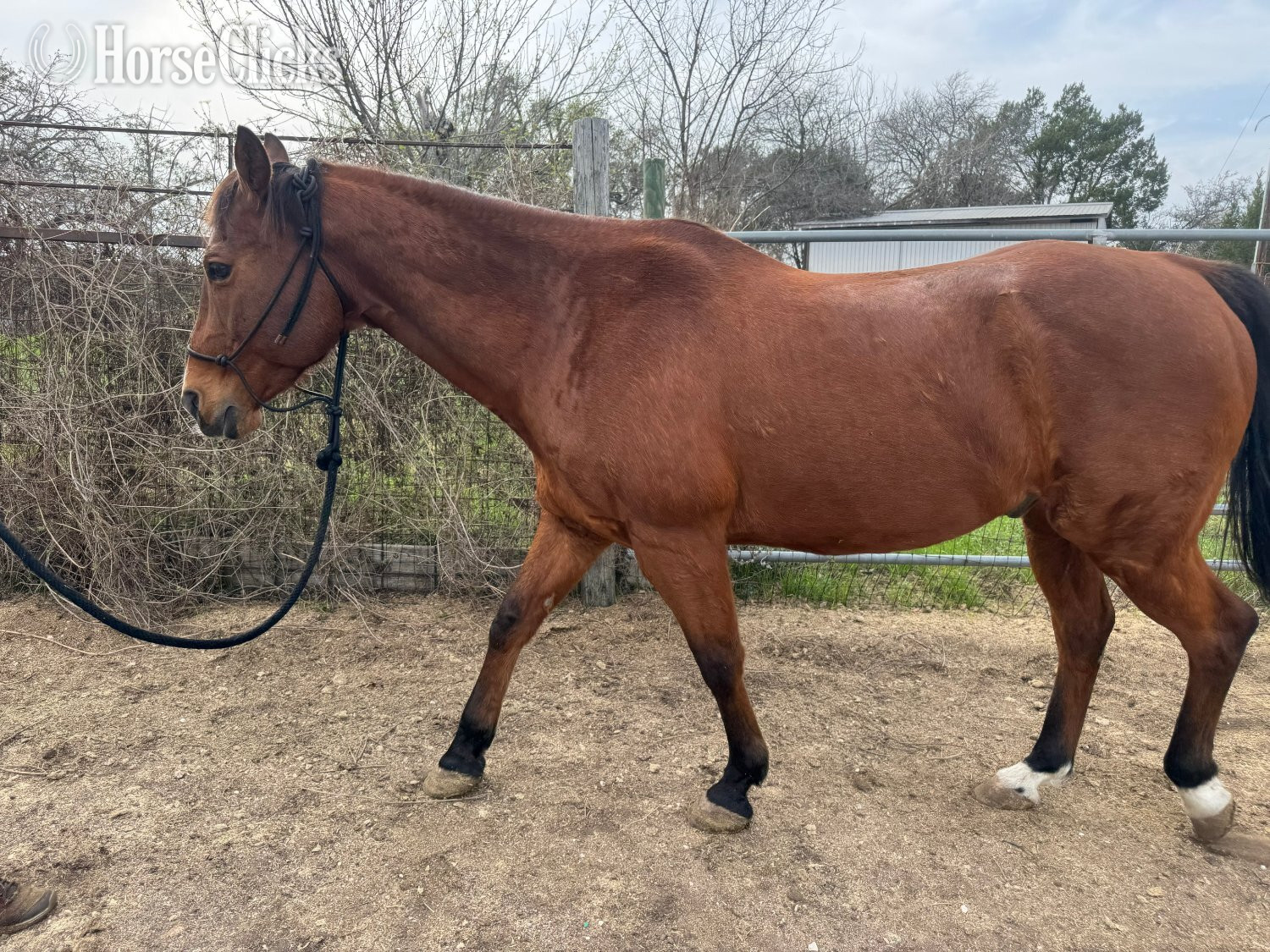 "Player" Bay Gelding Quarter Horse in Texas