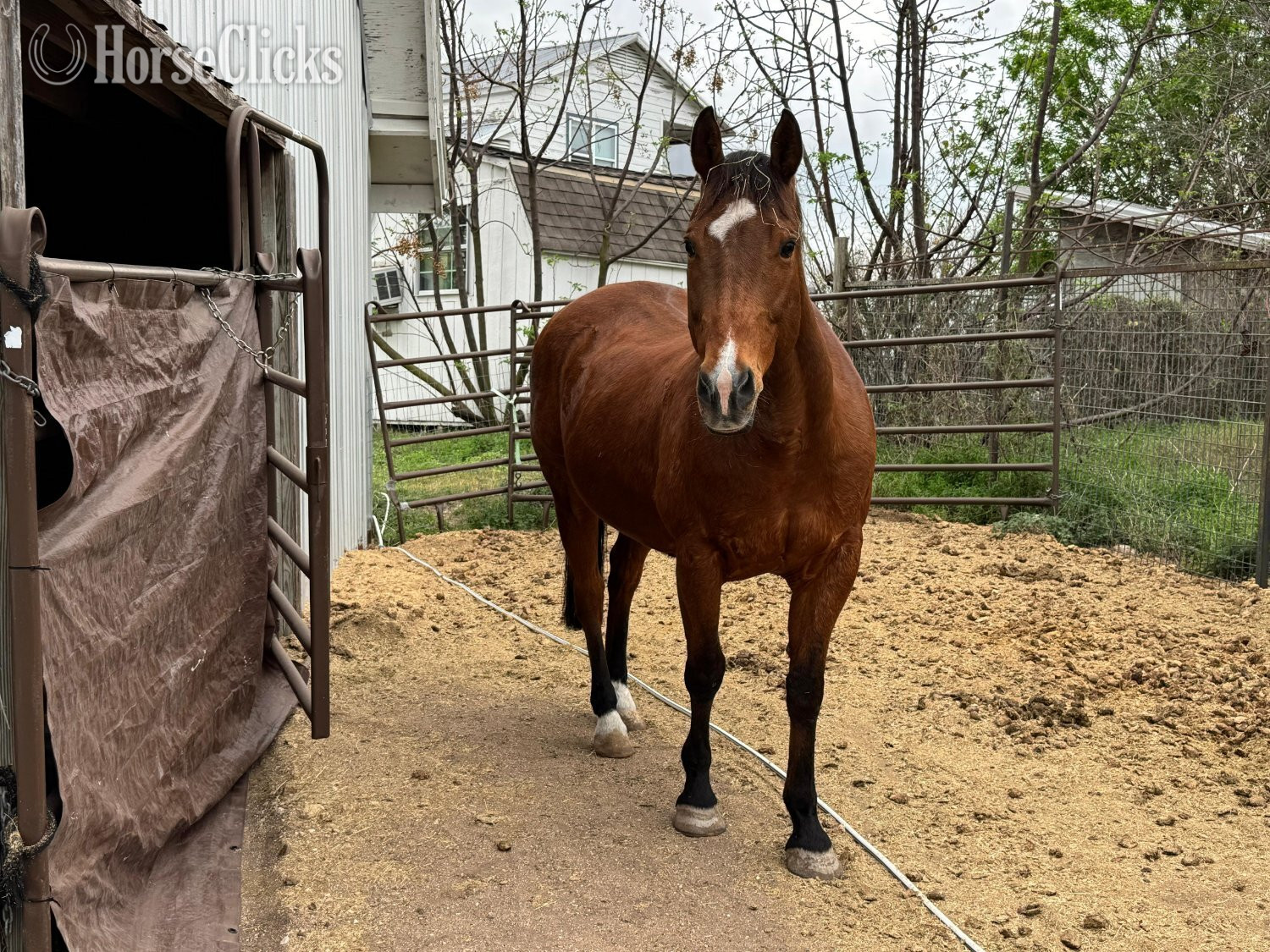 "Player" Bay Gelding Quarter Horse
