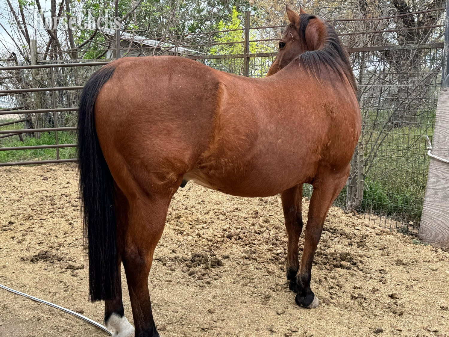 Texas "Player" Bay Gelding Quarter Horse