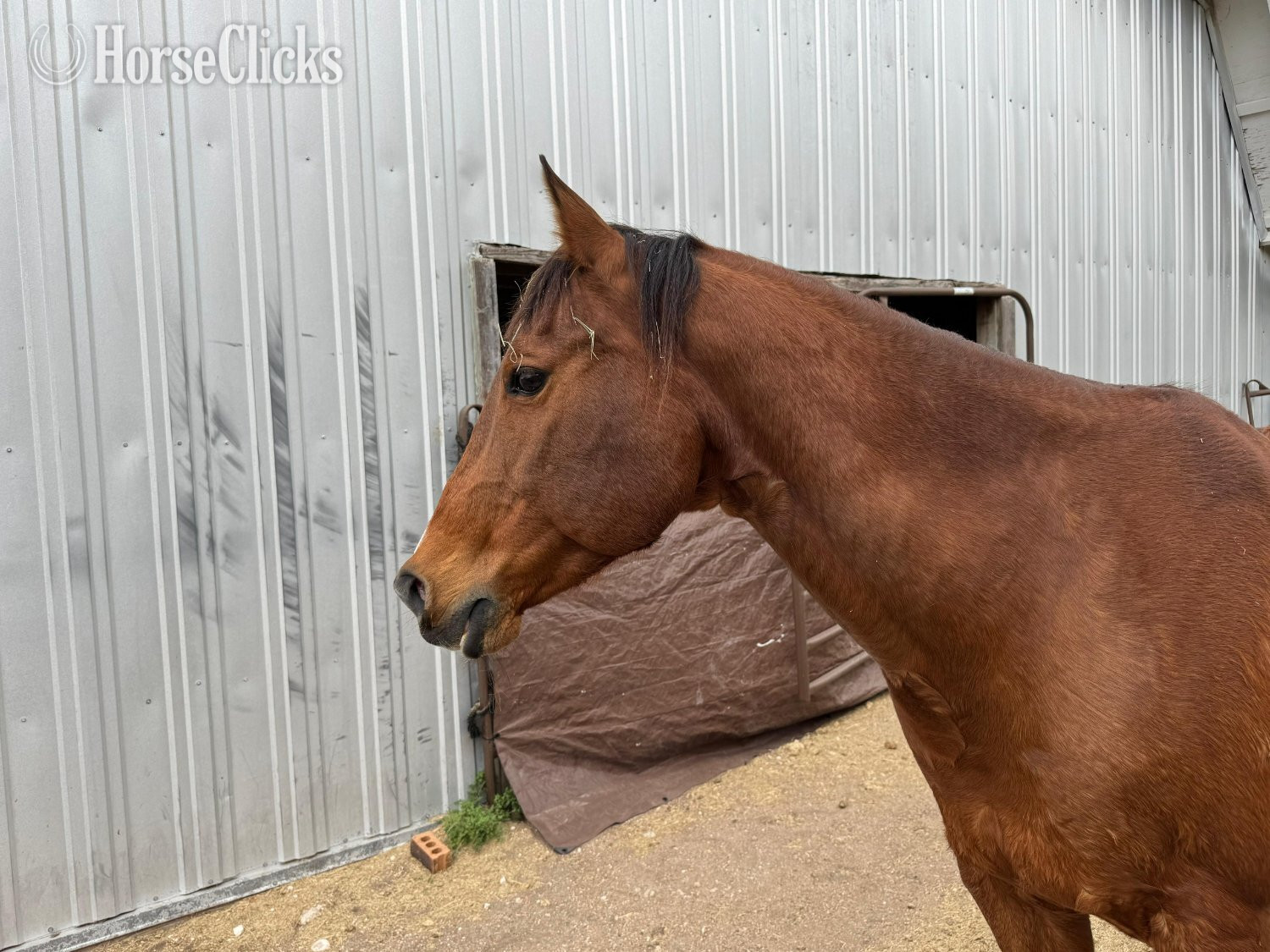 "Player" Bay Gelding Quarter Horse - Quarter Horse in Texas