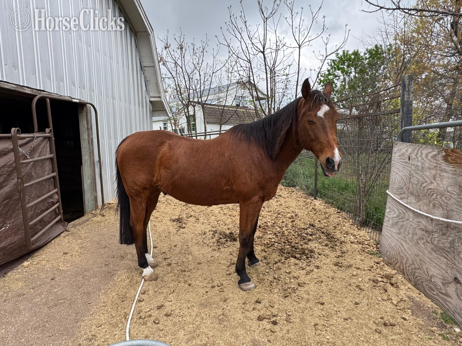 "Player" Bay Gelding Quarter Horse - Quarter Horse