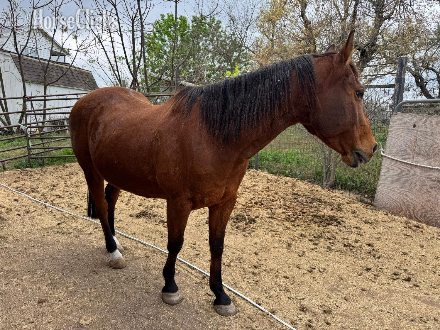 "Player" Bay Gelding Quarter Horse Texas