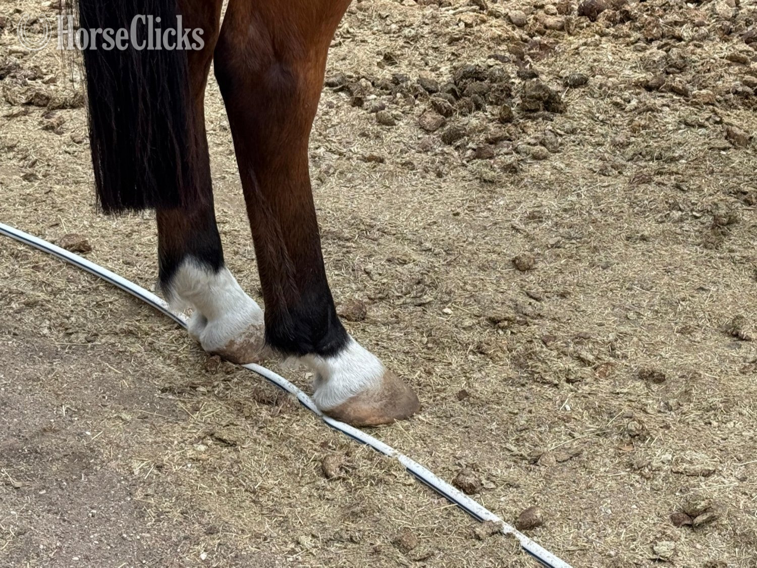 Quarter Horse - "Player" Bay Gelding Quarter Horse in Texas