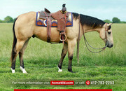"Buckeye " Buckskin Gelding Quarter Horse