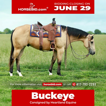 "Buckeye " Buckskin Gelding Quarter Horse