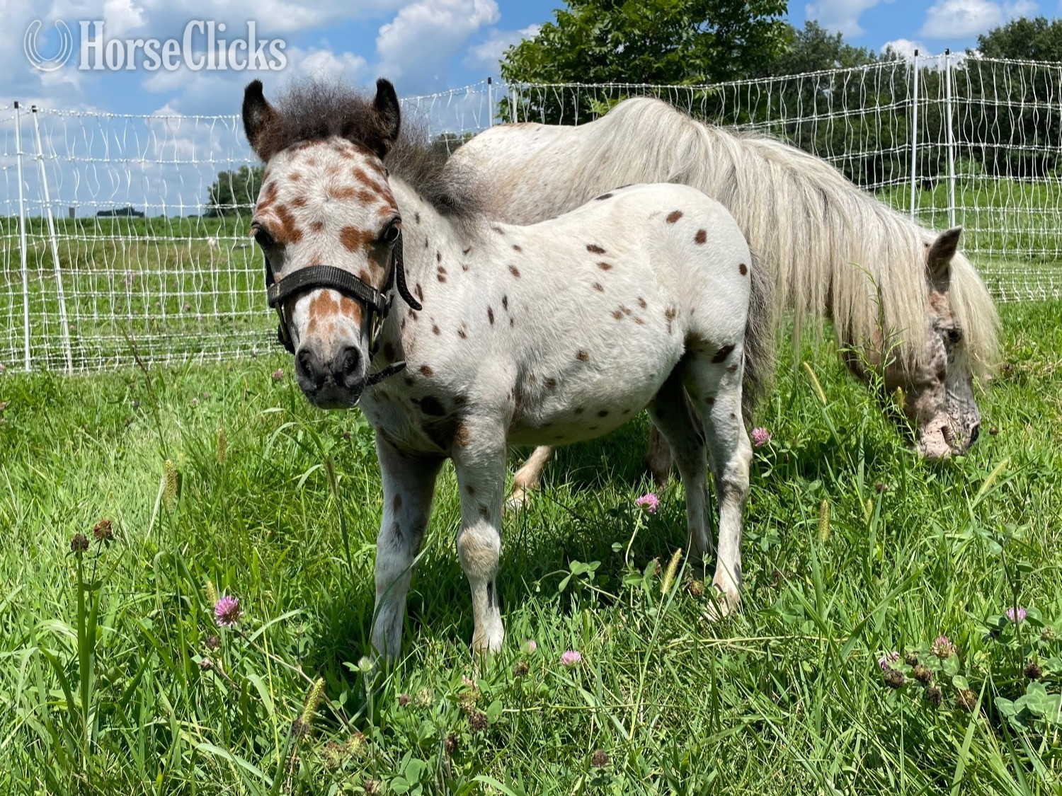 "Ransom " Bay Colt Appaloosa in Illinois