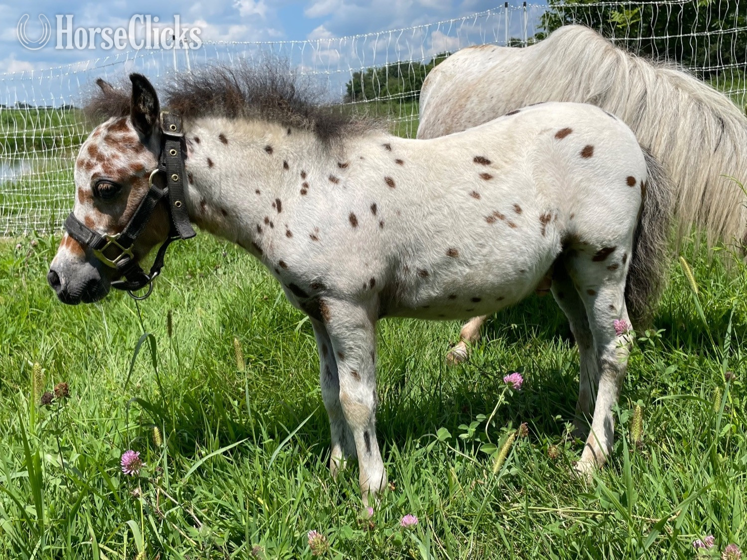 "Ransom " Bay Colt Appaloosa