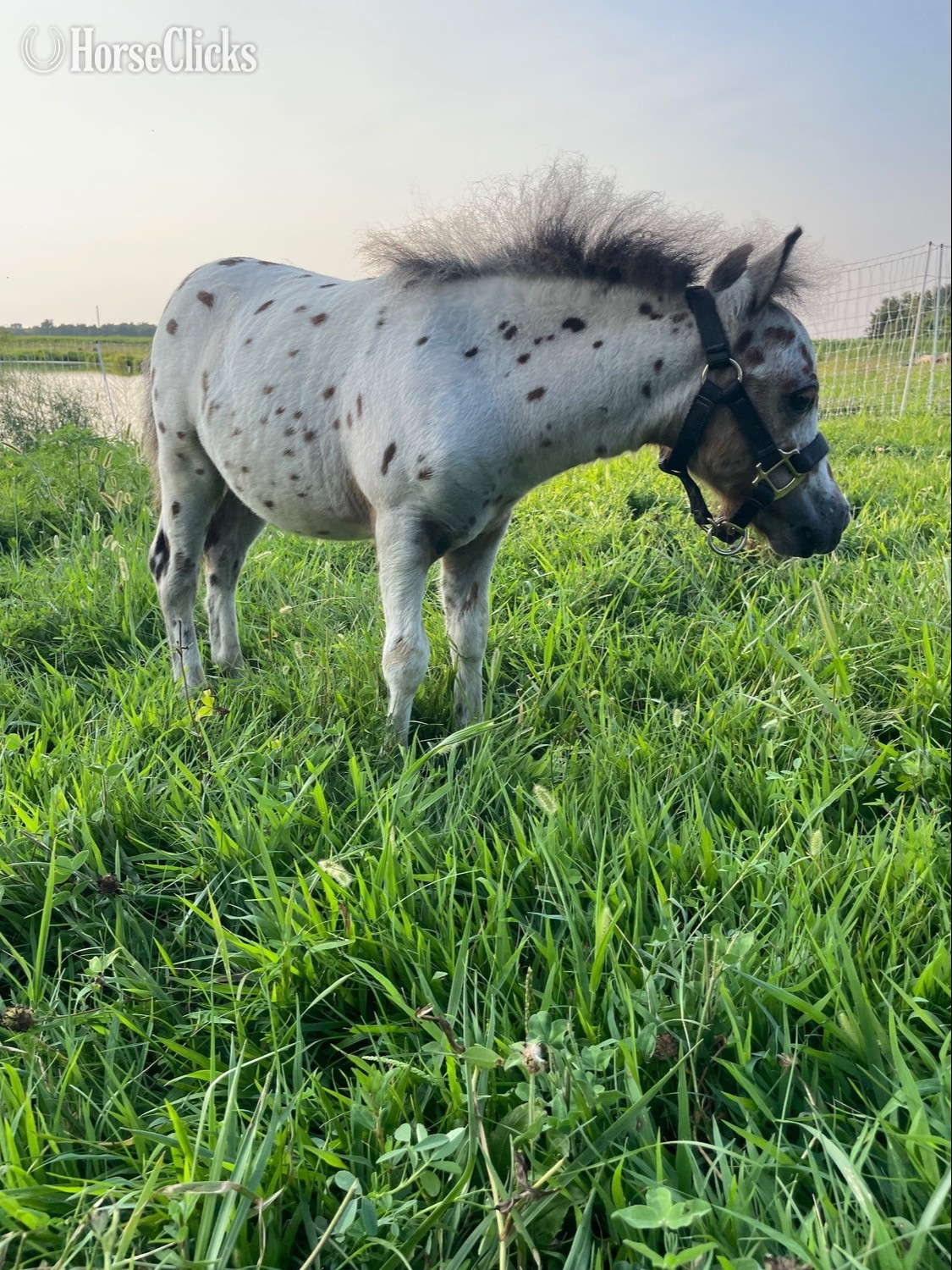 "Ransom " Bay Colt Appaloosa - Appaloosa in Illinois