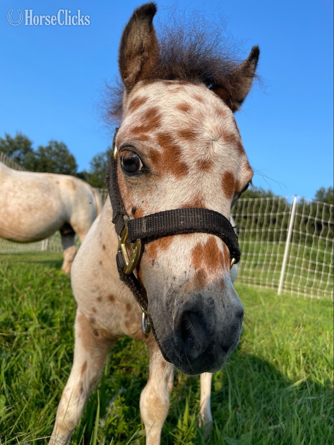 Illinois "Ransom " Bay Colt Appaloosa
