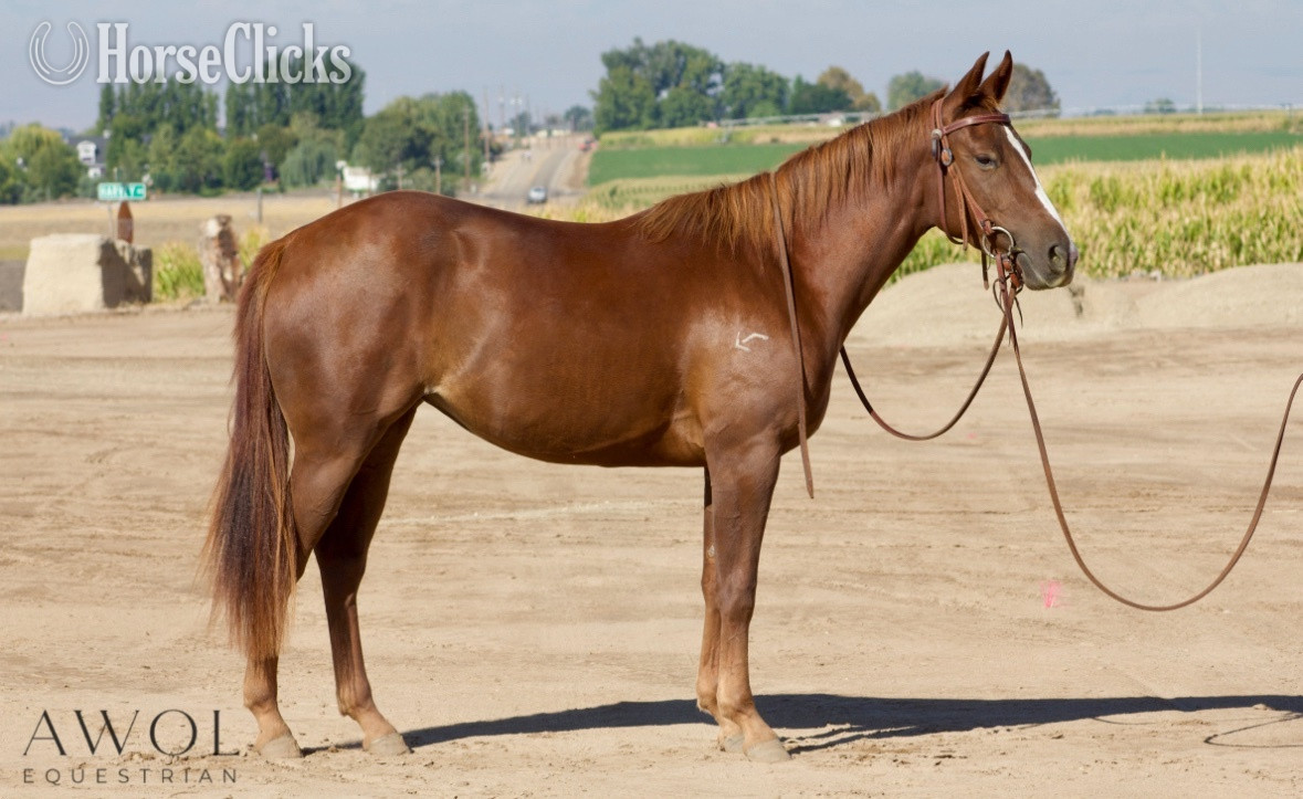 "BA Lil Stranger" Chestnut Filly Quarter Horse in Idaho