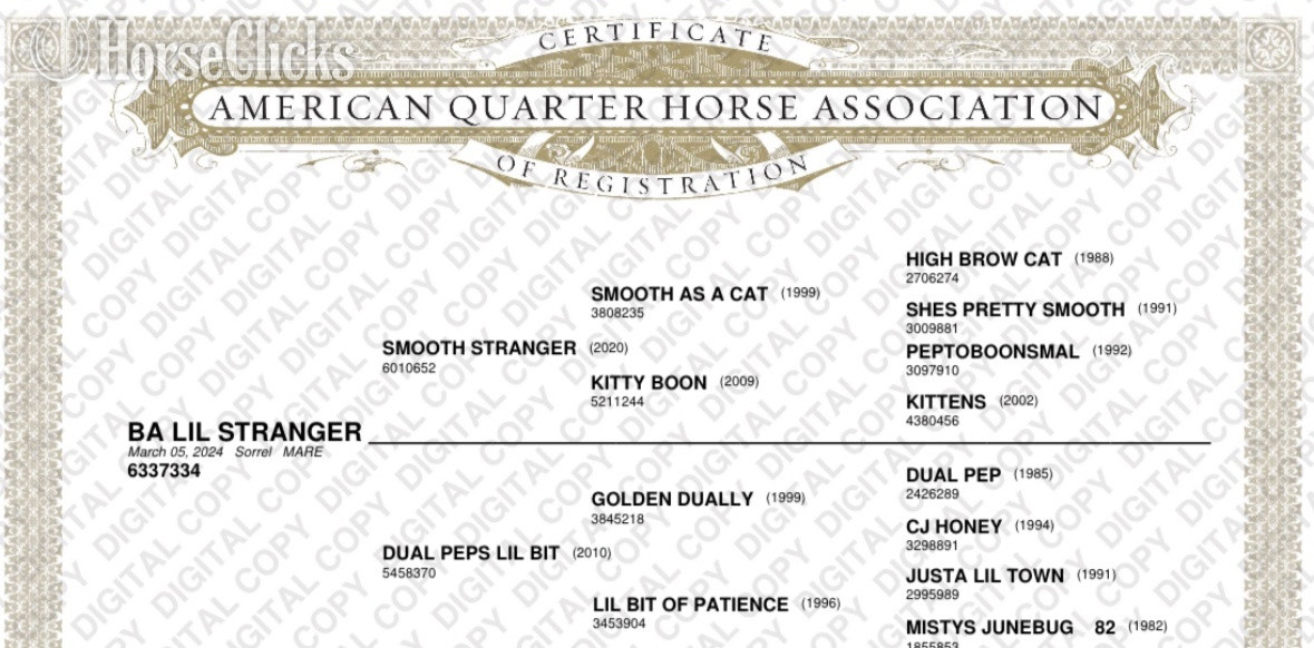 "BA Lil Stranger" Chestnut Filly Quarter Horse
