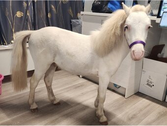 "Ducky" Perlino Stallion American Miniature