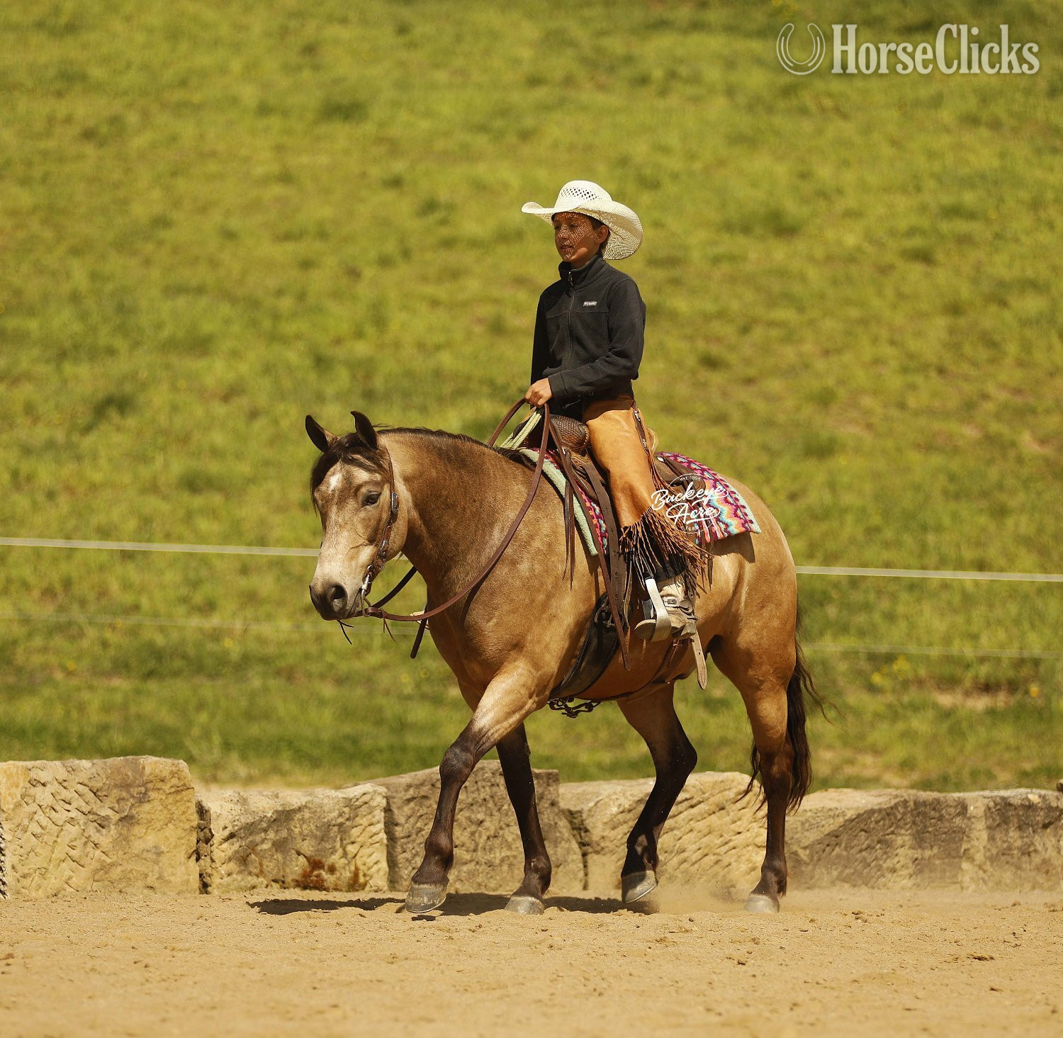 "Legacy" Buckskin Gelding Quarter Pony in Ohio
