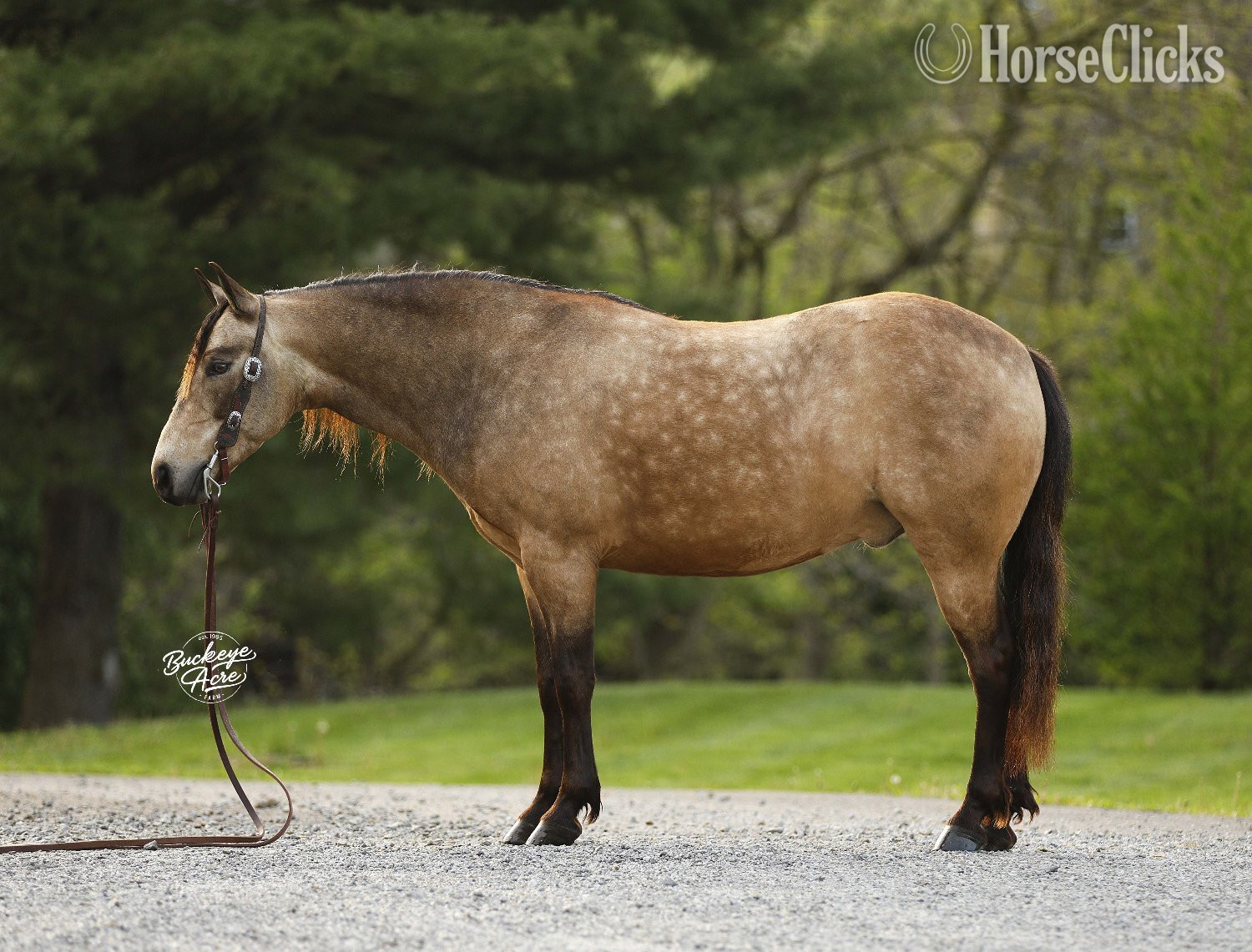 "Legacy" Buckskin Gelding Quarter Pony