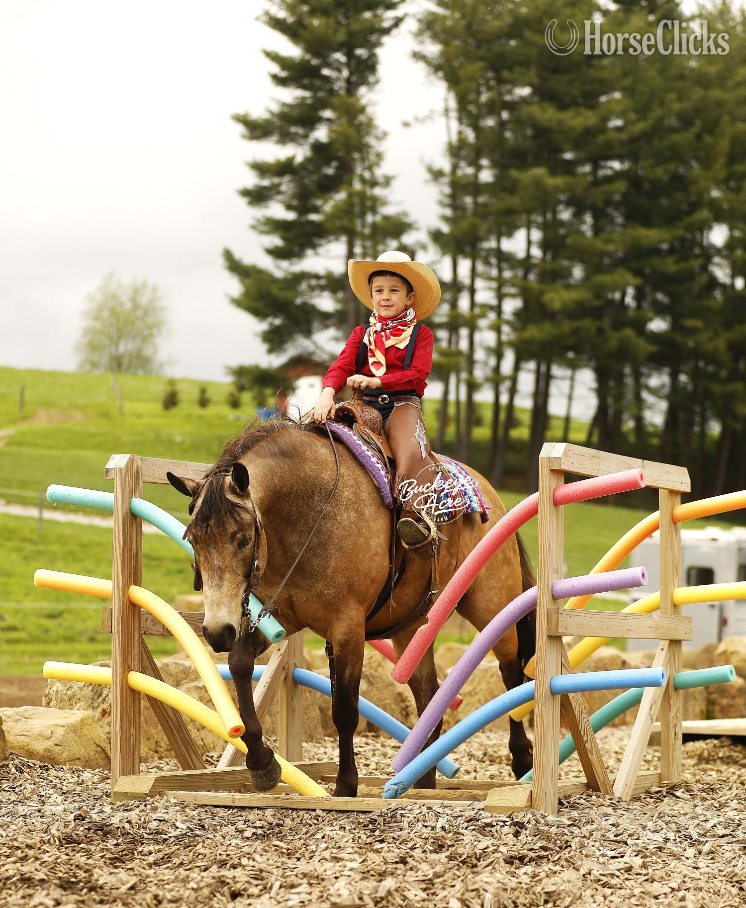 Ohio "Legacy" Buckskin Gelding Quarter Pony
