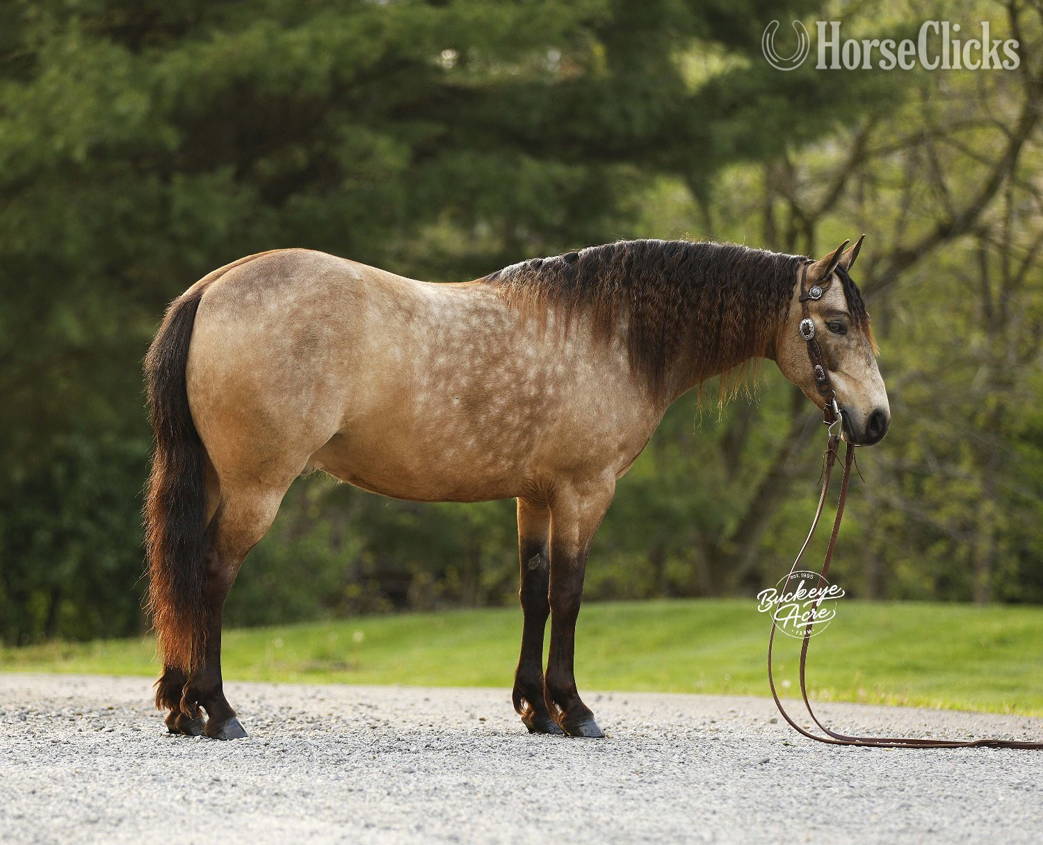 "Legacy" Buckskin Gelding Quarter Pony - Quarter Pony in Ohio
