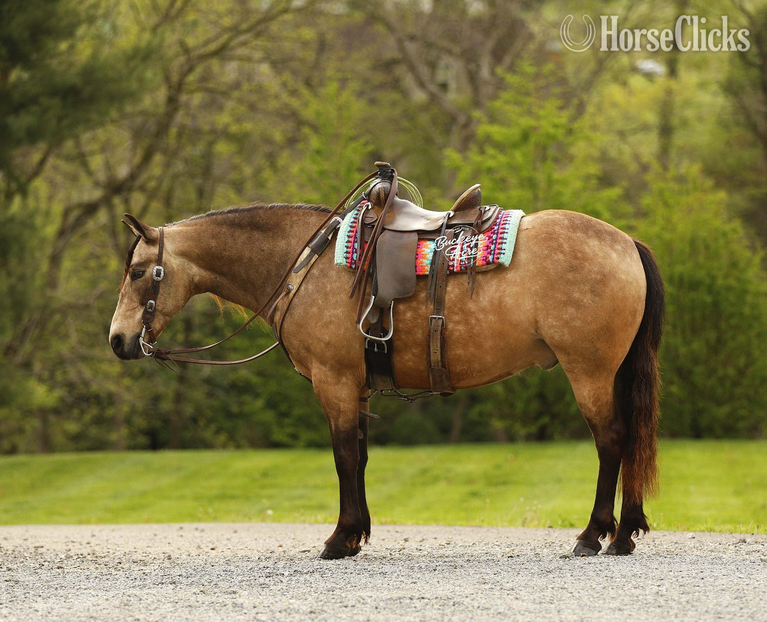 "Legacy" Buckskin Gelding Quarter Pony Ohio