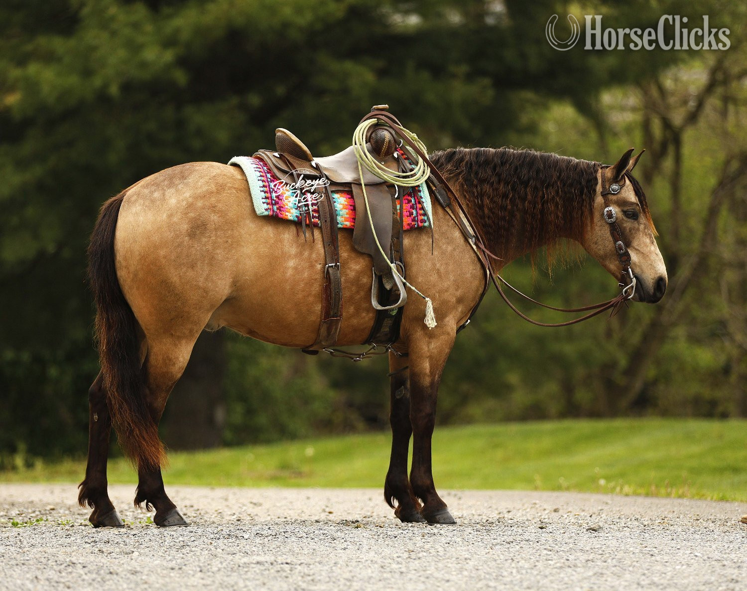 Quarter Pony - "Legacy" Buckskin Gelding Quarter Pony in Ohio