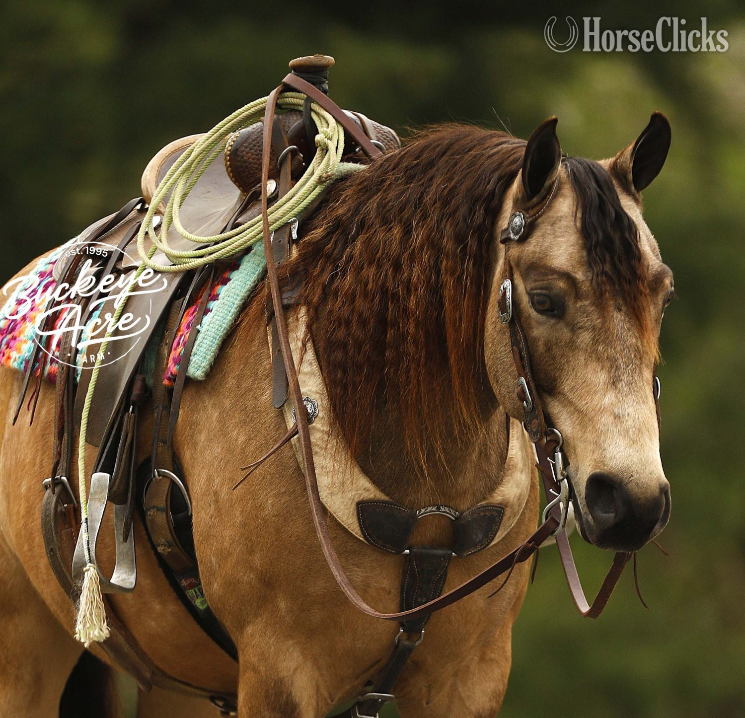 Quarter Pony - "Legacy" Buckskin Gelding Quarter Pony