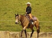 "Legacy" Buckskin Gelding Quarter Pony