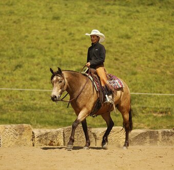 "Legacy" Buckskin Gelding Quarter Pony