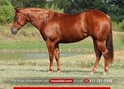 "A Magic Nite" Sorrel Filly Quarter Horse
