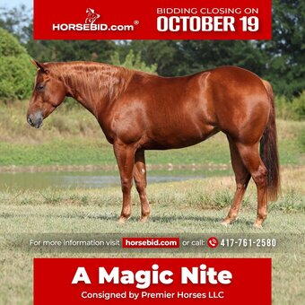 "A Magic Nite" Sorrel Filly Quarter Horse