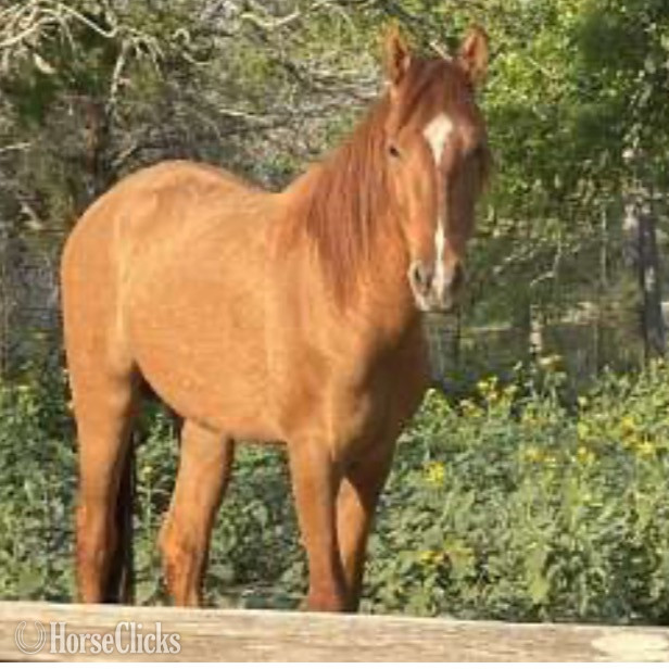 "Hidalgo " Red Dun Stallion Mustang in Texas