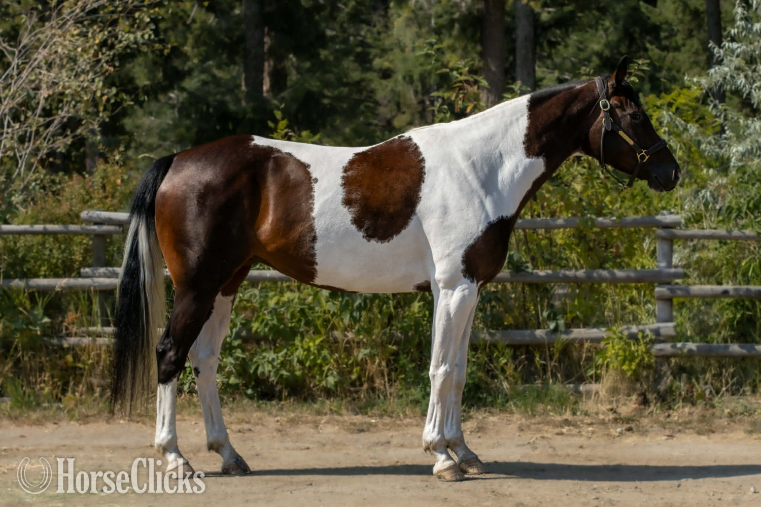 "Wild About Peppe "  Mare Paint in British Columbia