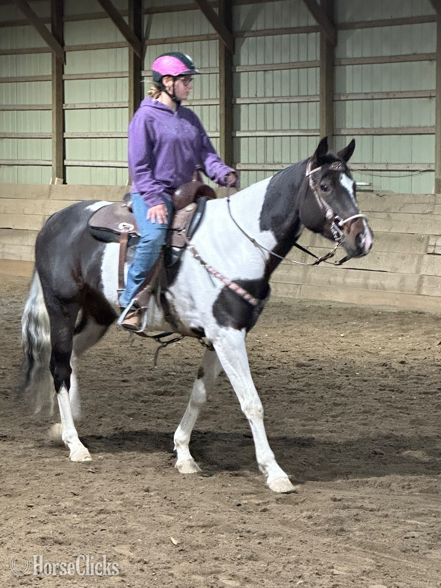 "Wild About Peppe "  Mare Paint - Paint