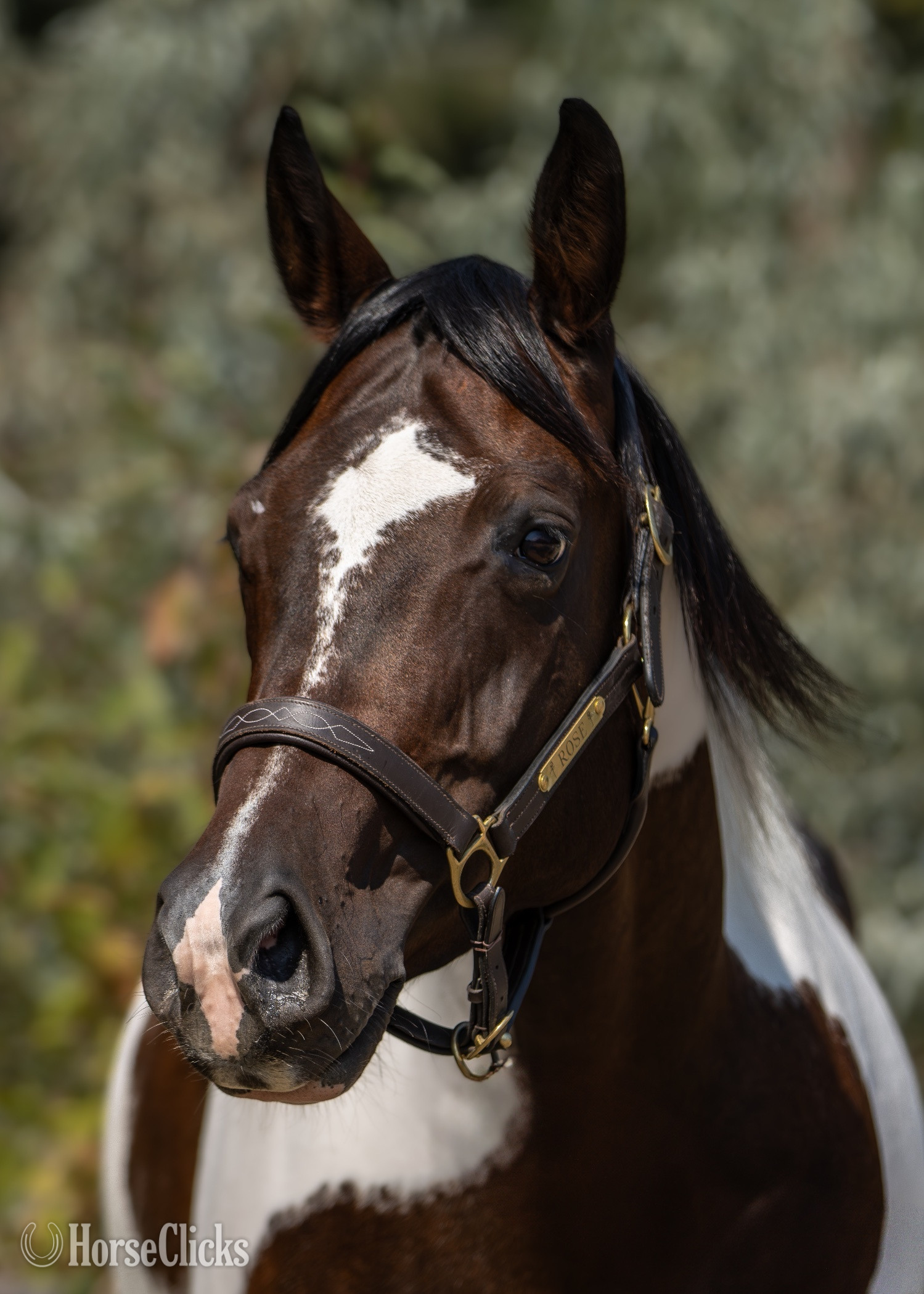 Paint - "Wild About Peppe "  Mare Paint in British Columbia
