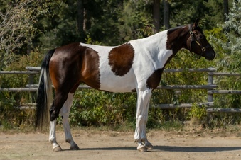 "Wild About Peppe " Mare Paint