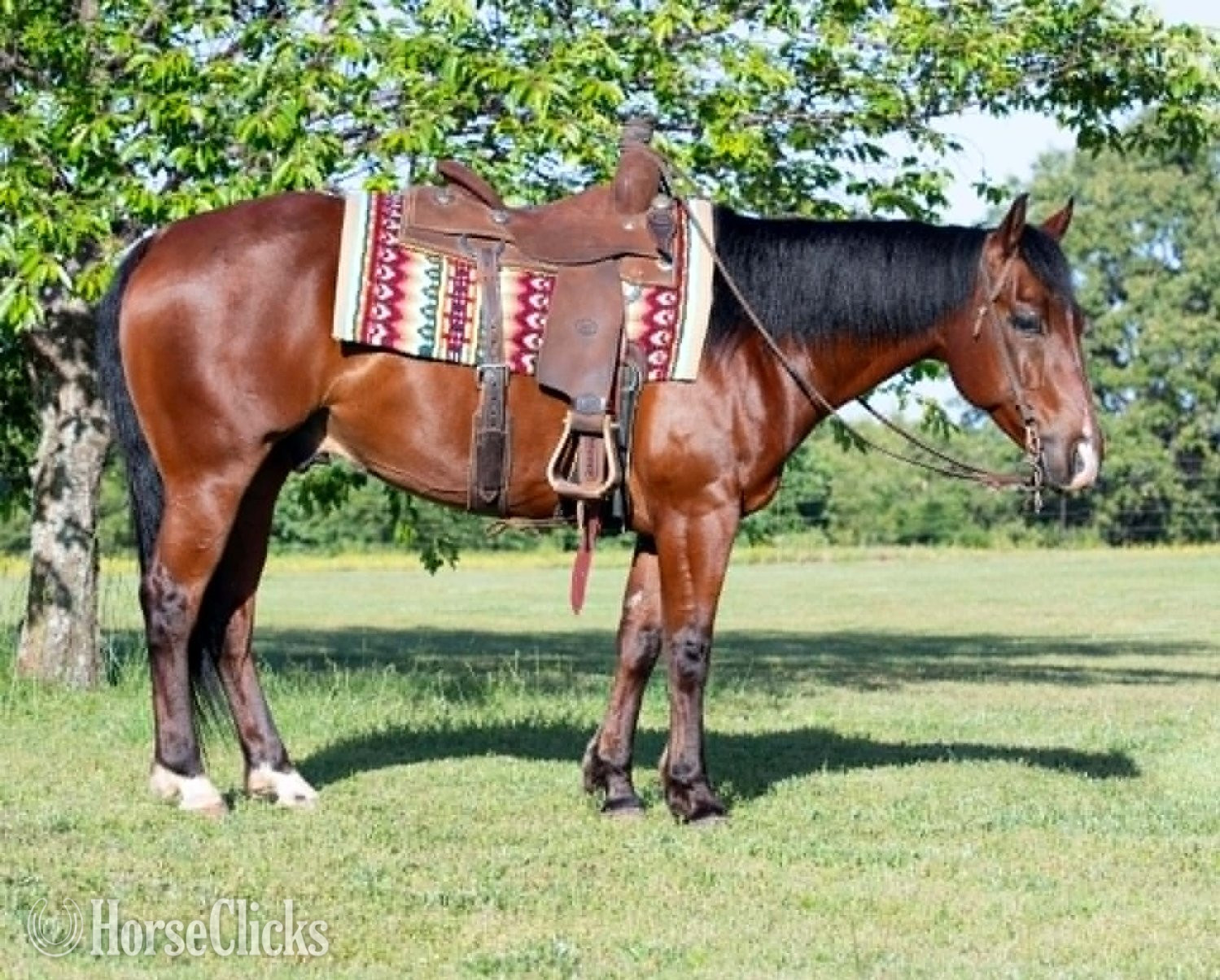 "POPPYBOONSMAL" Bay Gelding Quarter Horse in Arkansas