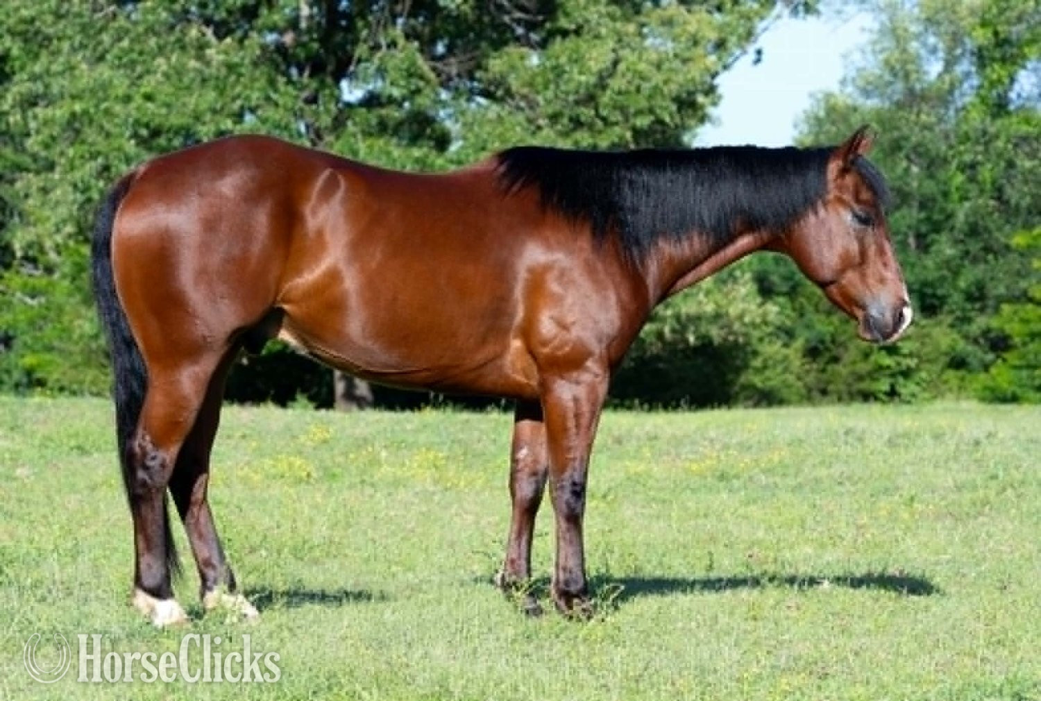 "POPPYBOONSMAL" Bay Gelding Quarter Horse
