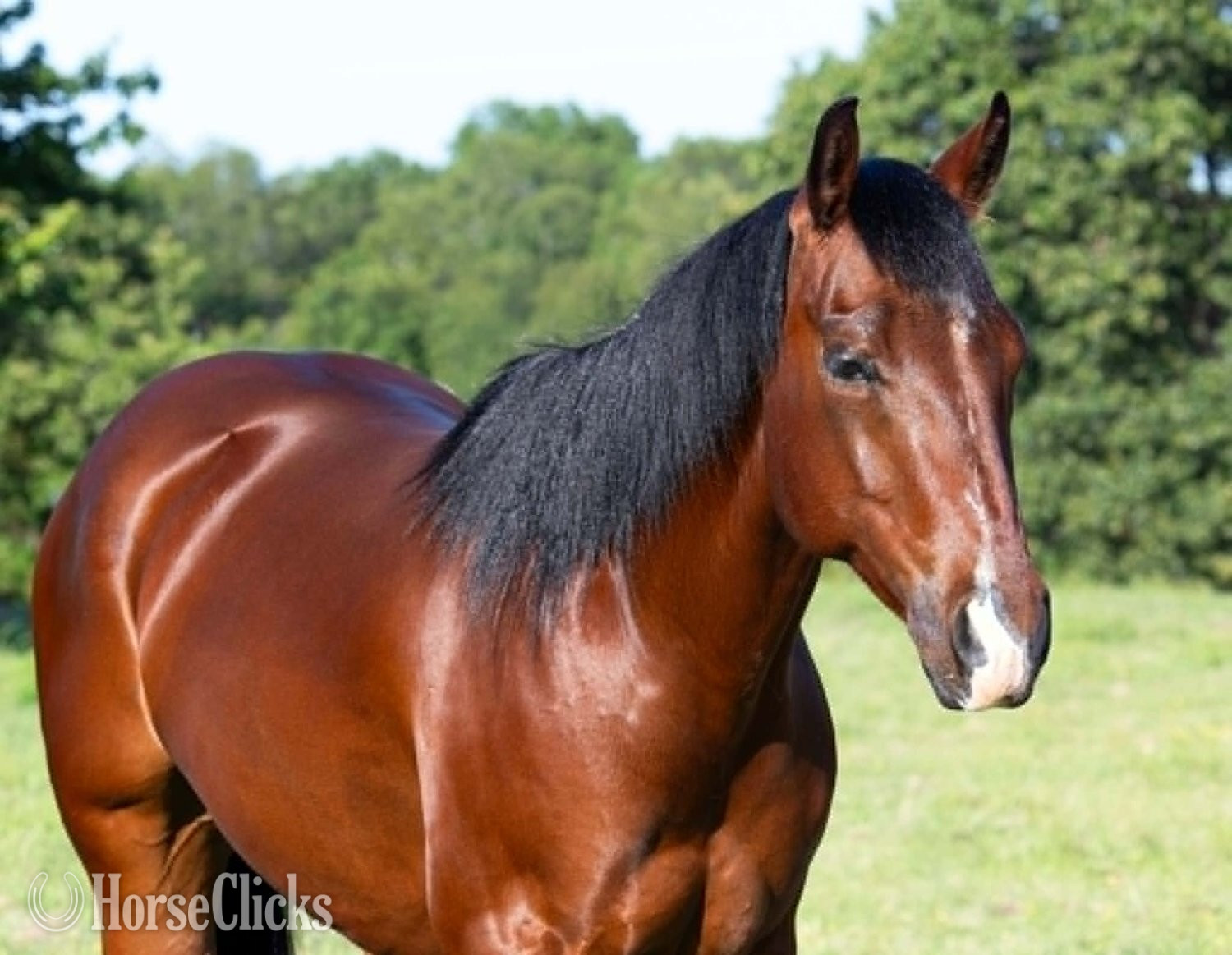 Arkansas "POPPYBOONSMAL" Bay Gelding Quarter Horse