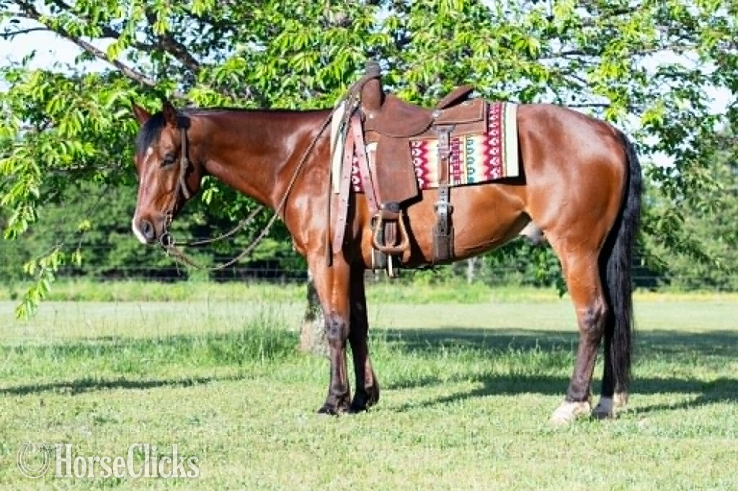 "POPPYBOONSMAL" Bay Gelding Quarter Horse - Quarter Horse in Arkansas