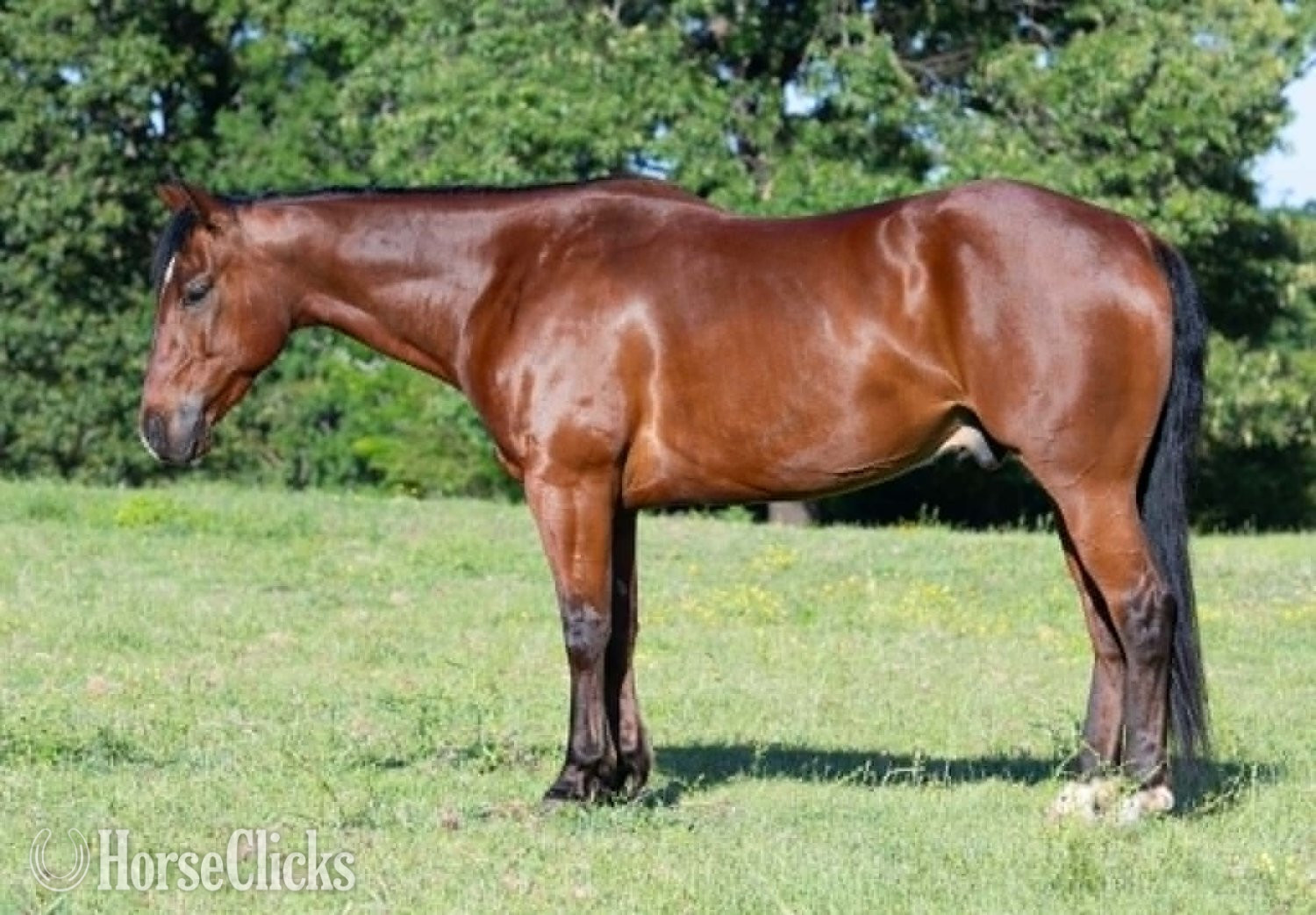 "POPPYBOONSMAL" Bay Gelding Quarter Horse - Quarter Horse
