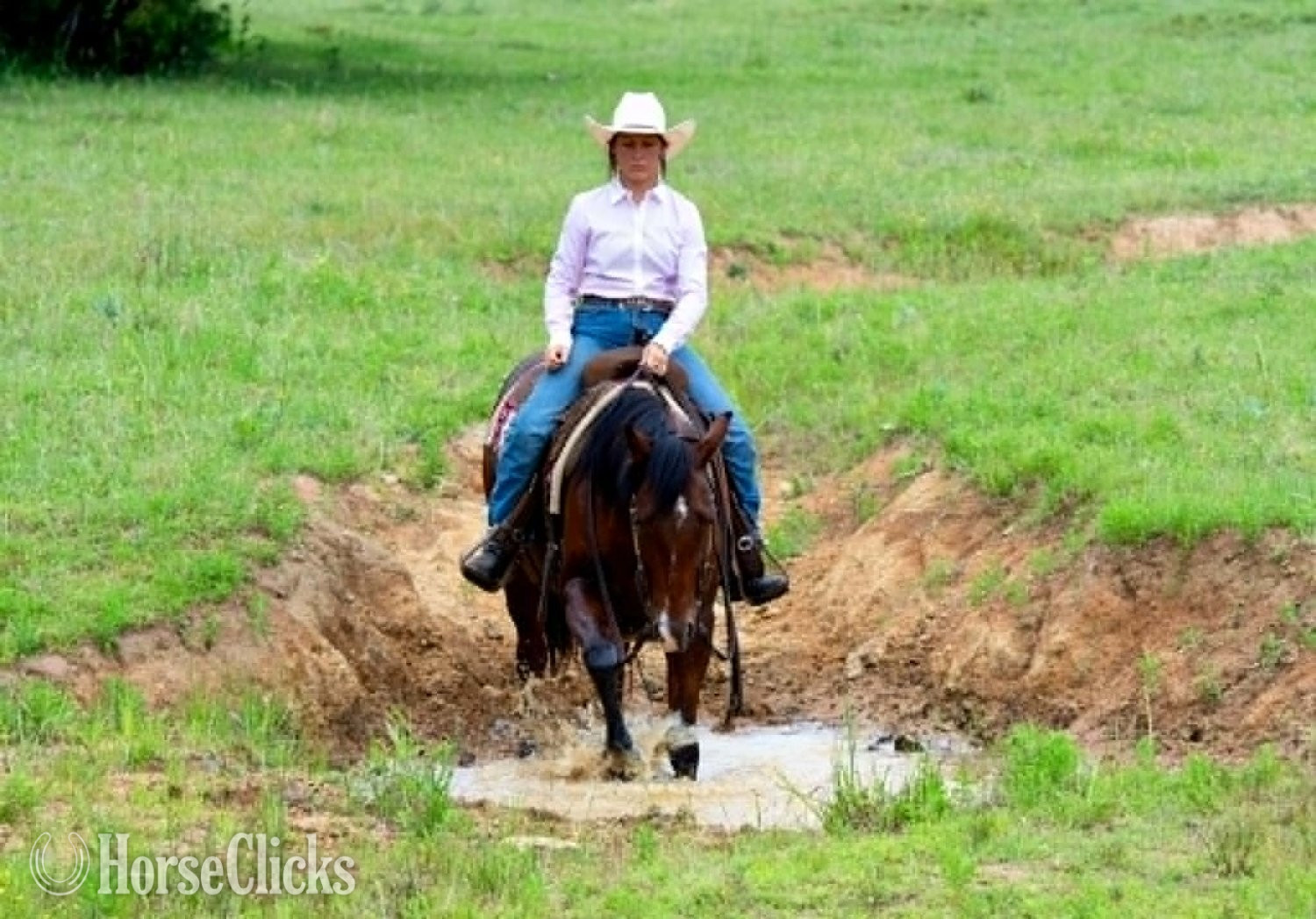 "POPPYBOONSMAL" Bay Gelding Quarter Horse Arkansas