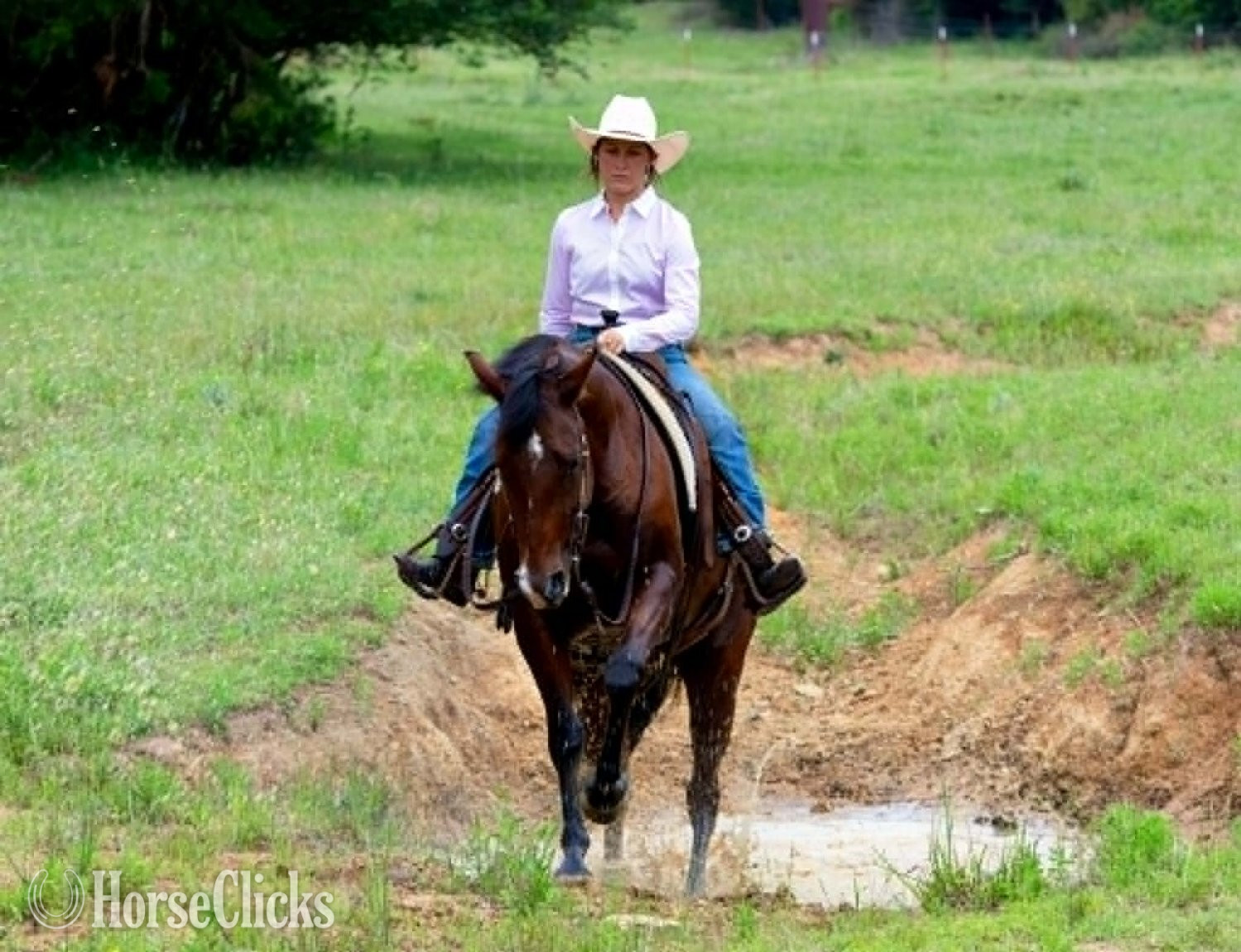 Quarter Horse - "POPPYBOONSMAL" Bay Gelding Quarter Horse in Arkansas
