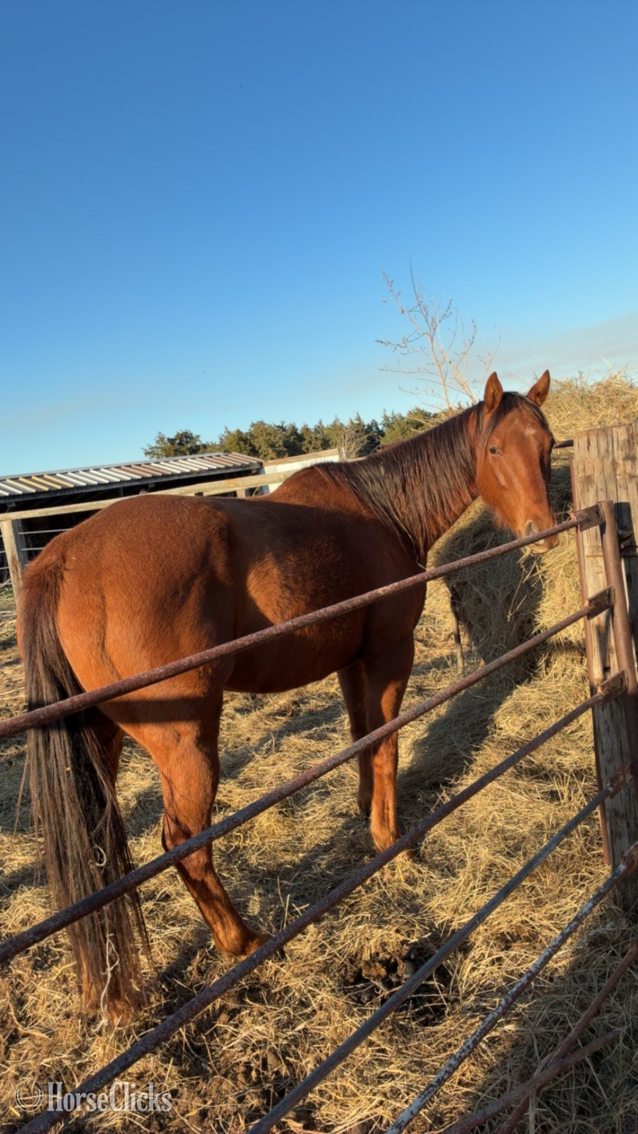 "CN Salted Rim" Chestnut Gelding Quarter Horse in Nebraska