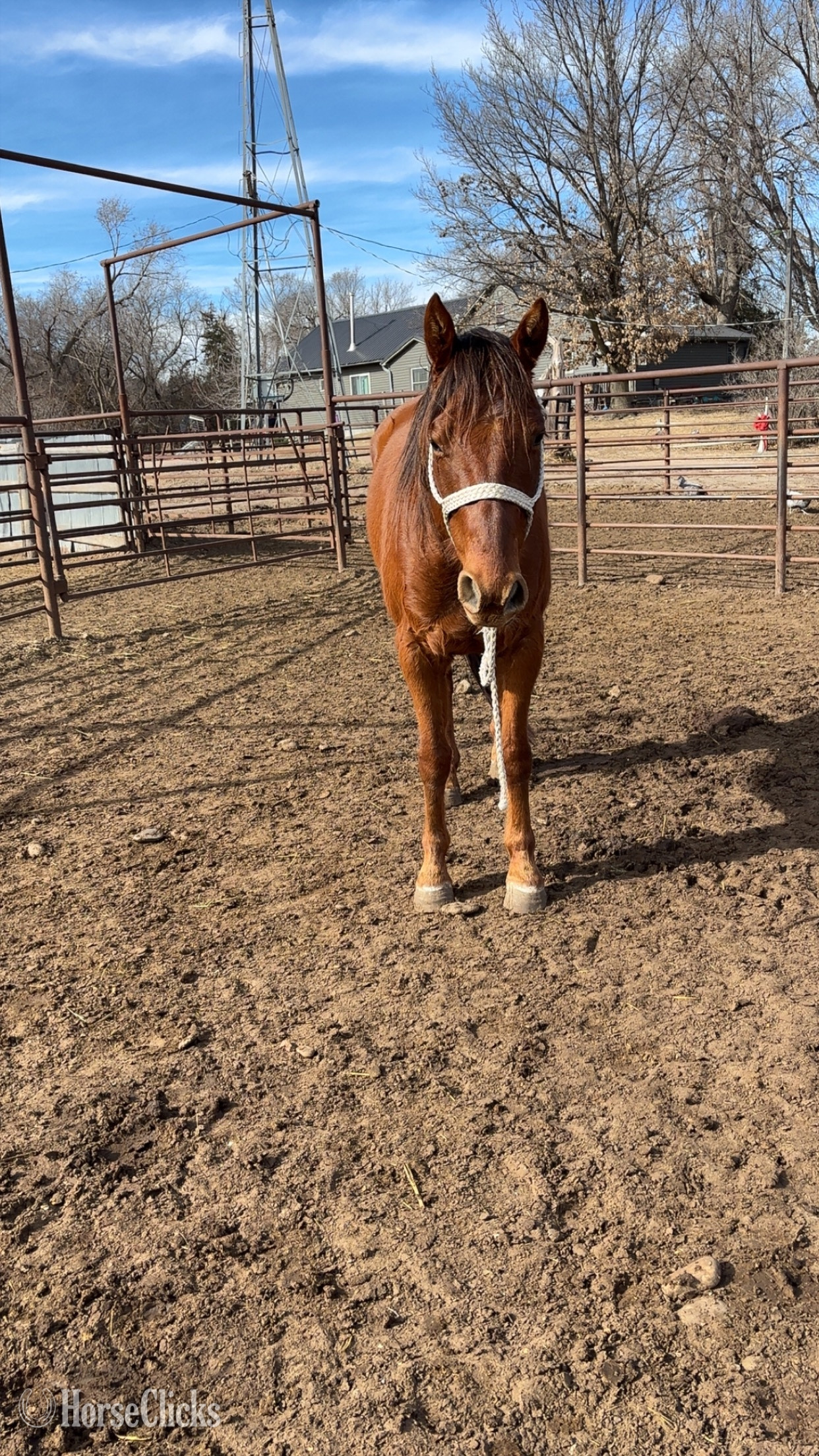 "CN Salted Rim" Chestnut Gelding Quarter Horse