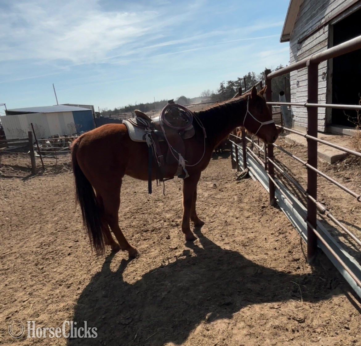 Nebraska "CN Salted Rim" Chestnut Gelding Quarter Horse