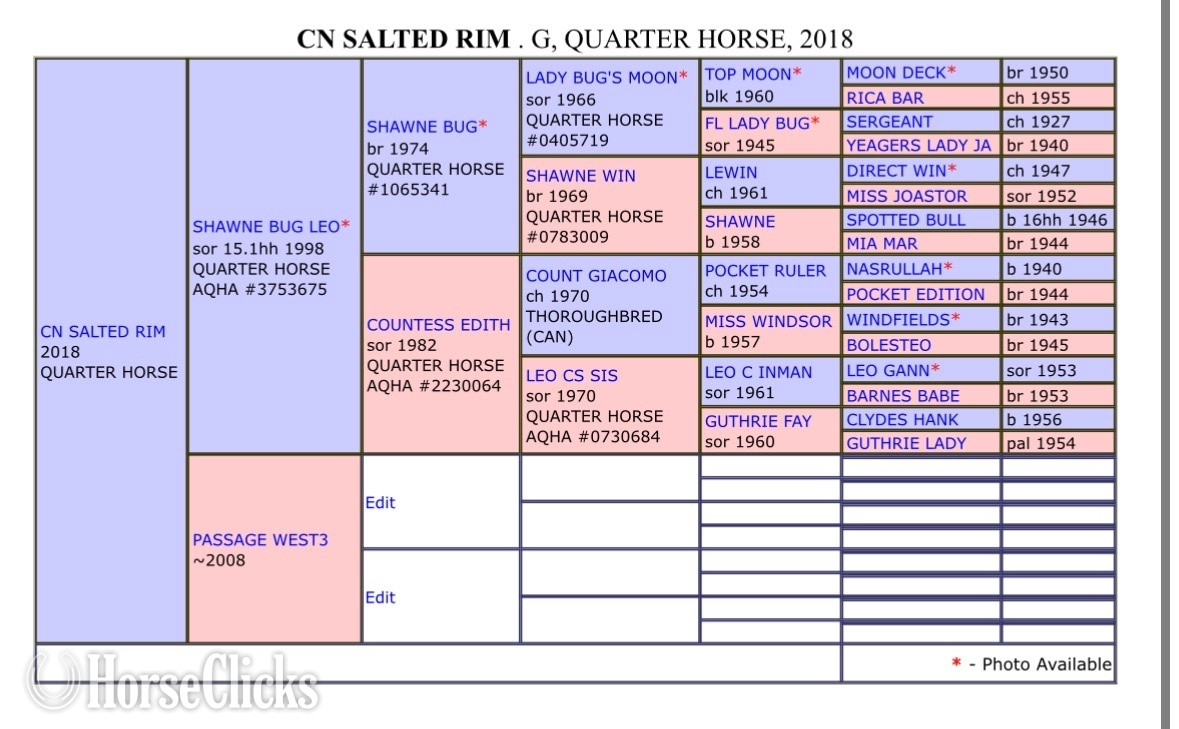 "CN Salted Rim" Chestnut Gelding Quarter Horse - Quarter Horse in Nebraska