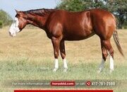 "Media Famous" Sorrel Mare Quarter Horse